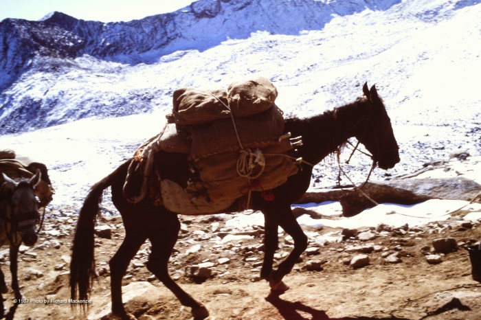 Our fellow travelers on the trail carried vital loads for the mujahideen. 
